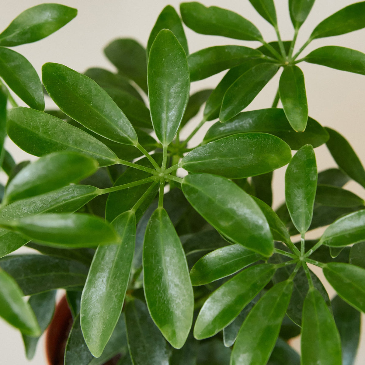 Schefflera Arboricola