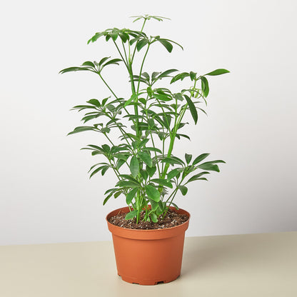 Schefflera Arboricola