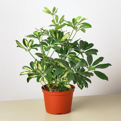 Schefflera 'Variegated'