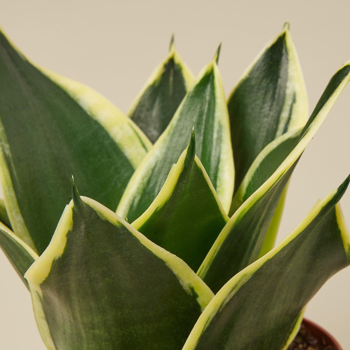 Snake Plant 'Black Gold'