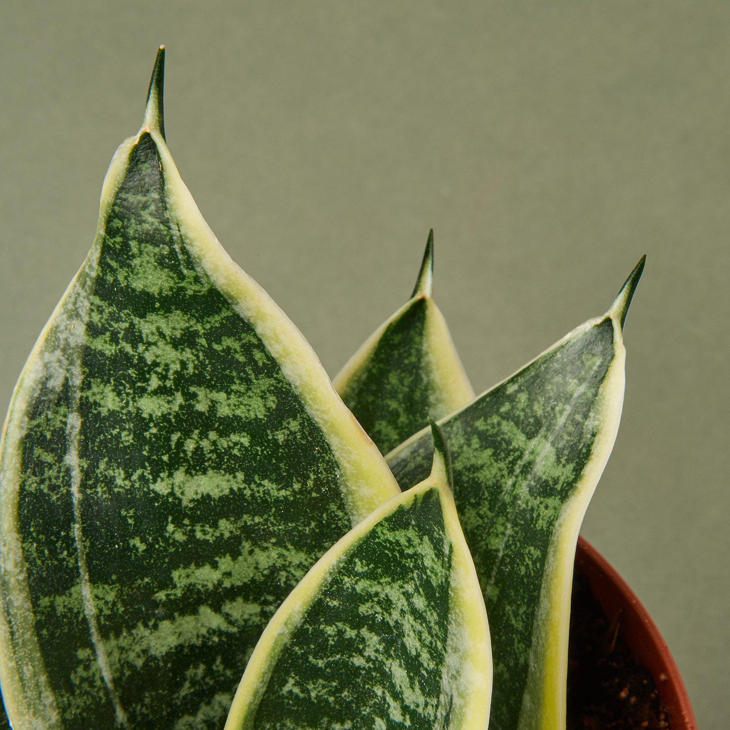 Snake Plant 'Laurentii Dwarf'