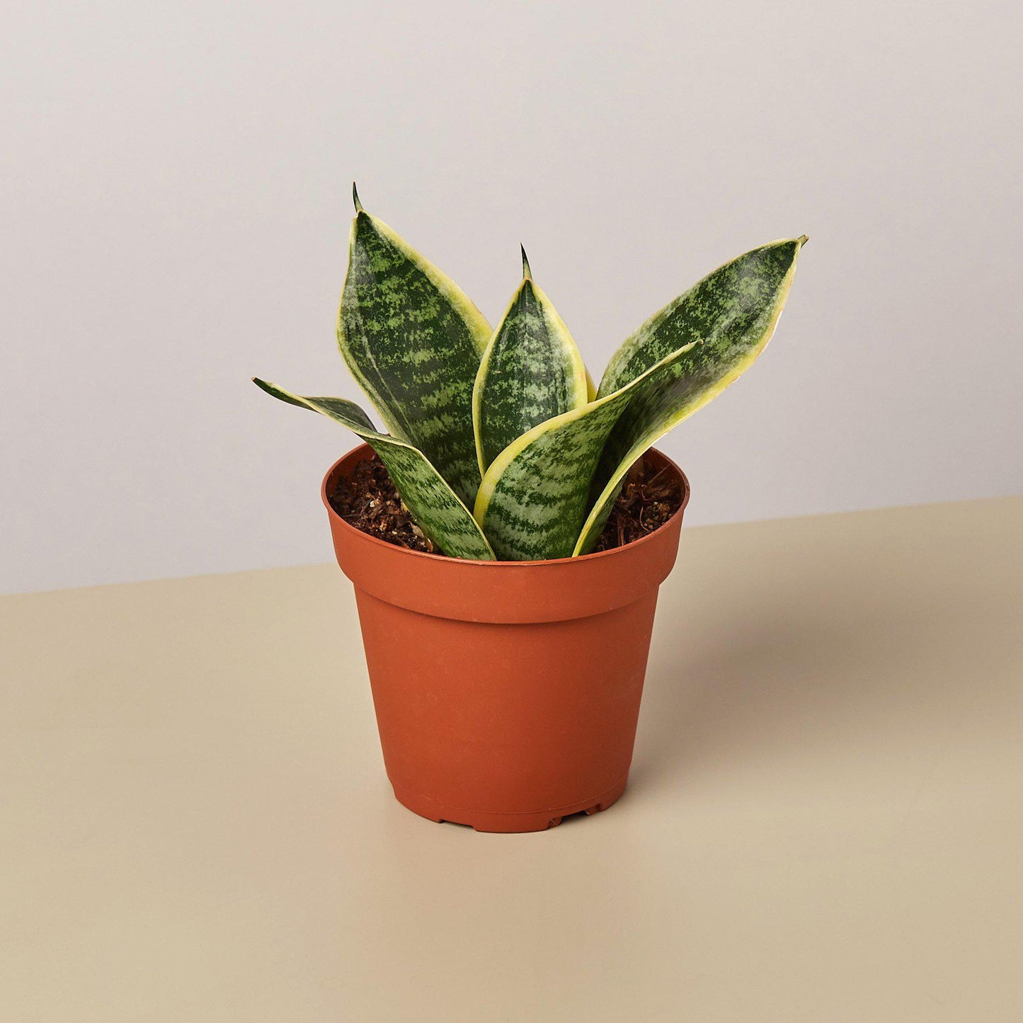 Snake Plant 'Laurentii Dwarf'