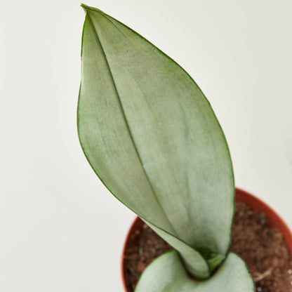 Snake Plant 'Moonshine'