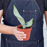 Snake Plant 'Moonshine'