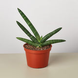 Snake Plant 'Starfish'