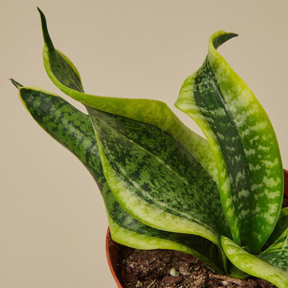 Snake Plant 'Twist'