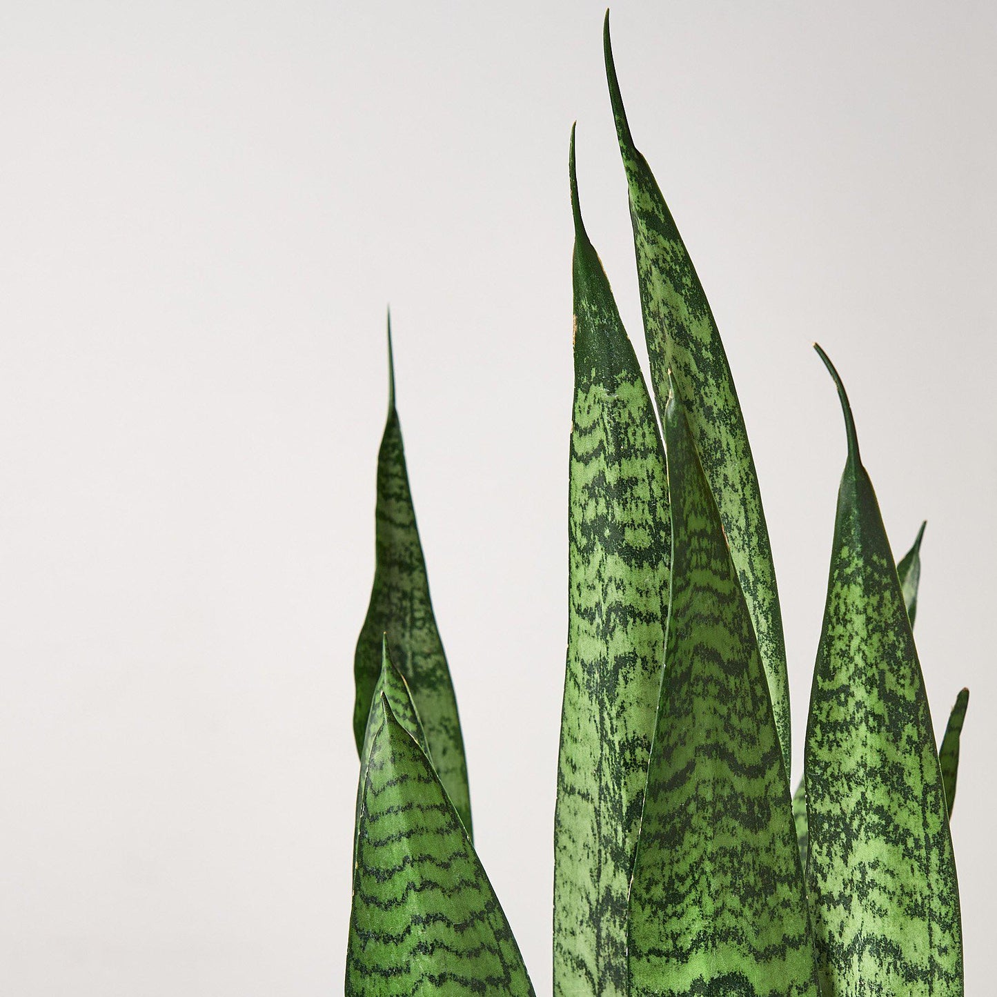 Snake Plant 'Zeylanica'