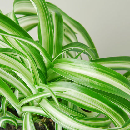 Spider Plant 'Bonnie'