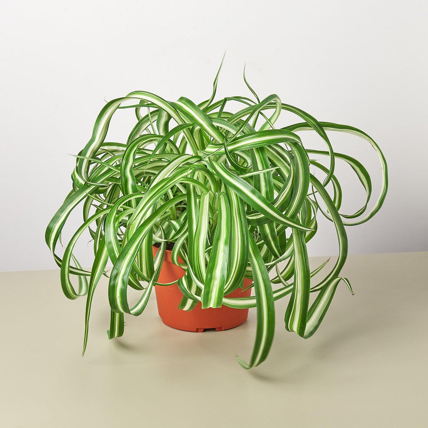 Spider Plant 'Bonnie'