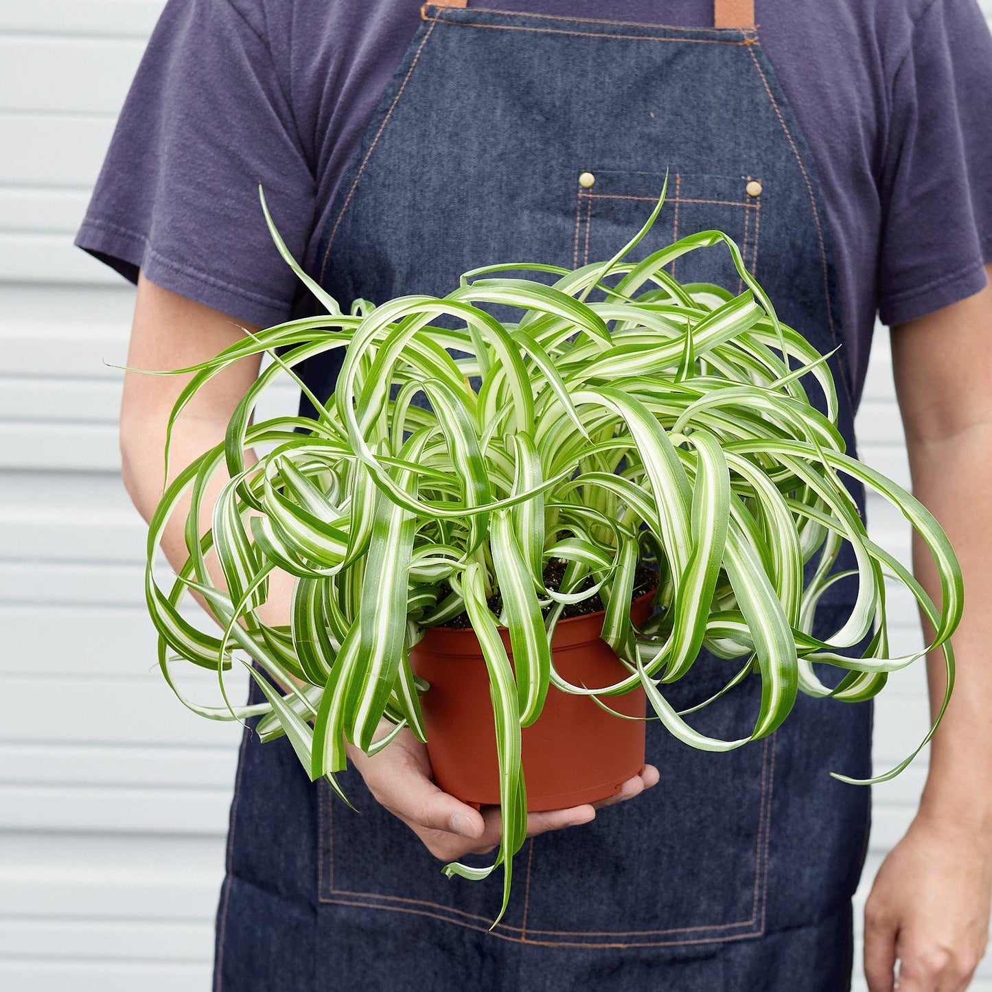 Spider Plant 'Bonnie'