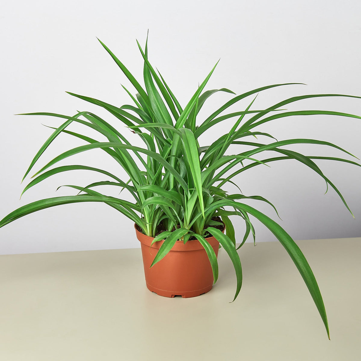 Spider Plant 'Green'