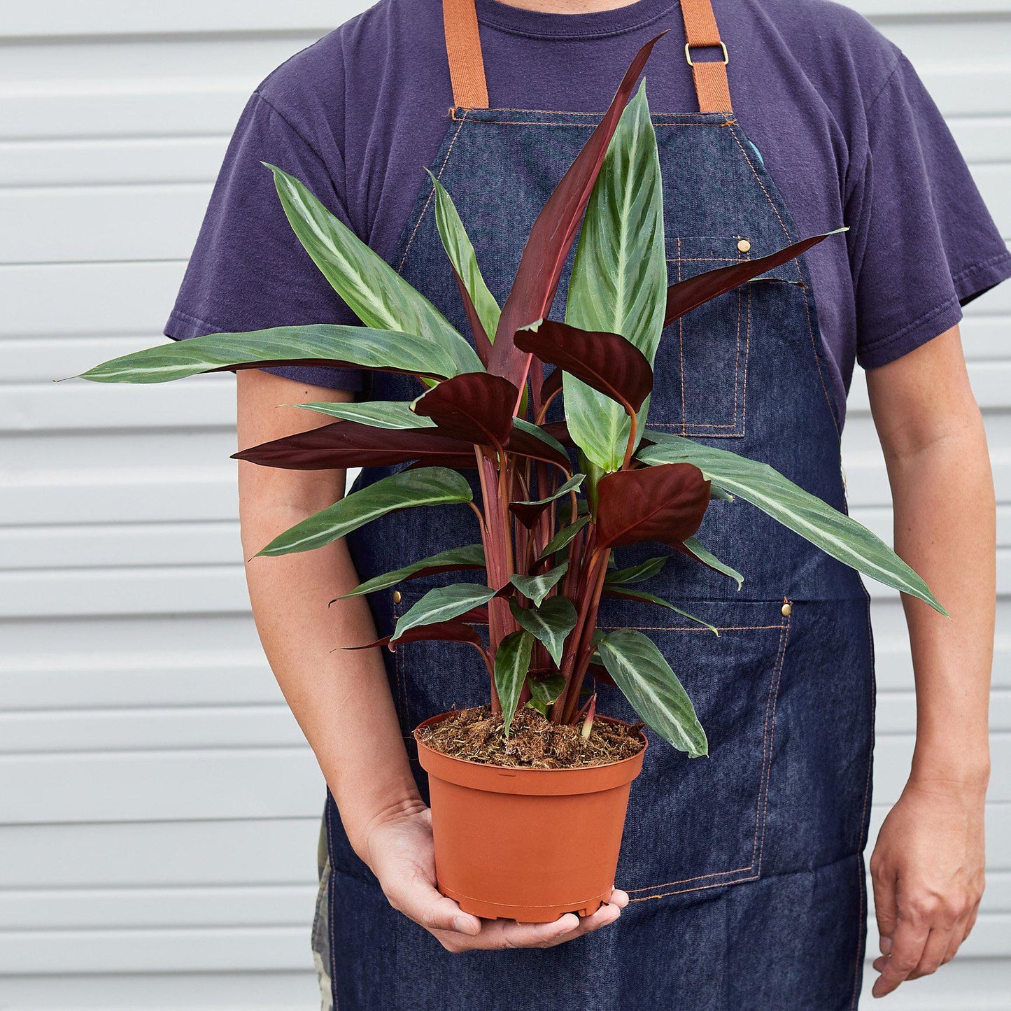 Stromanthe 'Sanguinea'