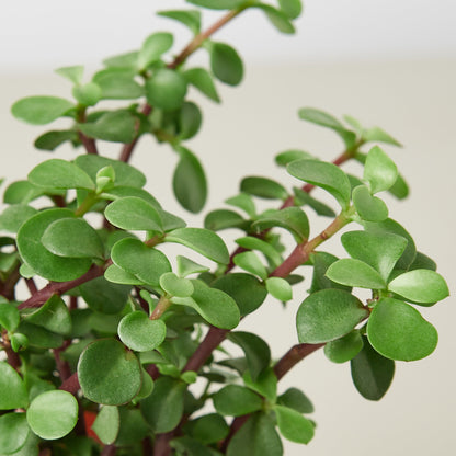 Succulent Portulacaria 'Rainbow Bush'