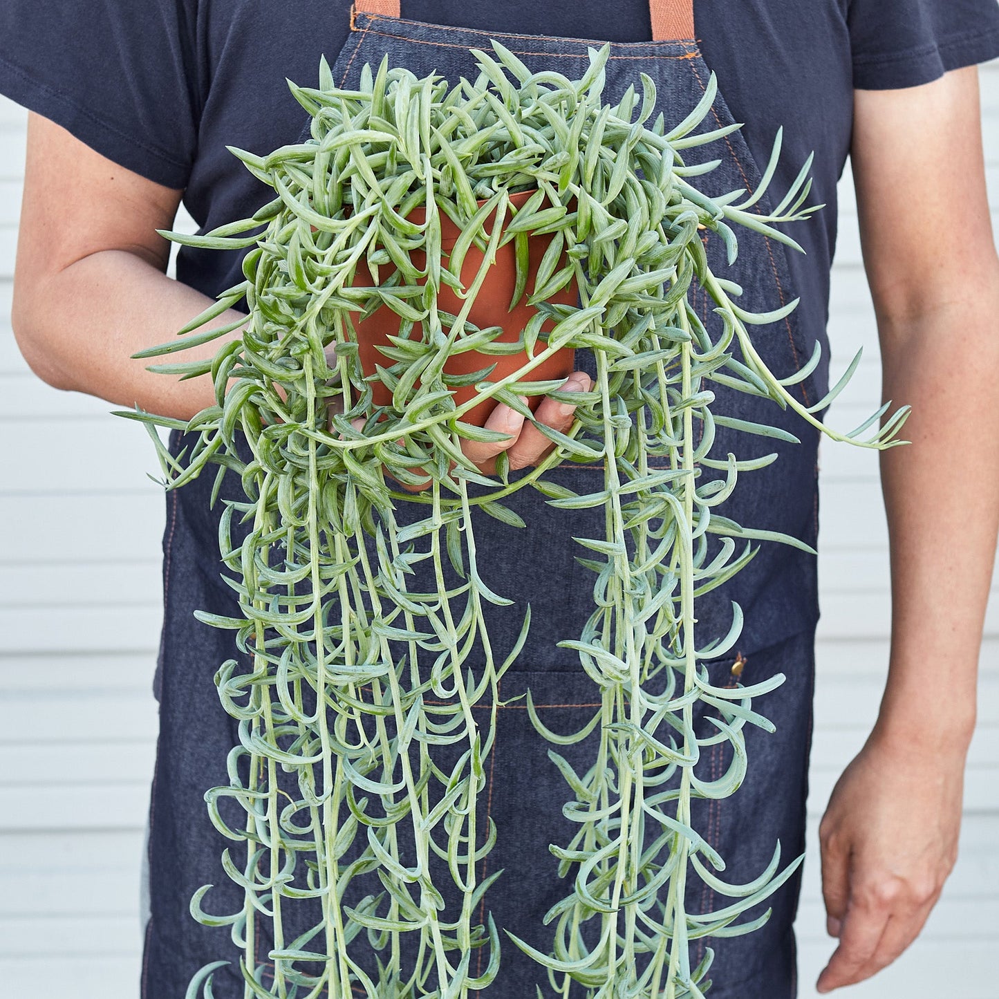 Succulent Senecio Succulent 'Fish Hooks'