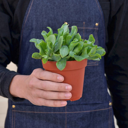 Succulent 'Ripple Jade'