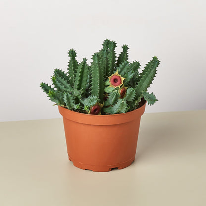 Lifesaver Cactus