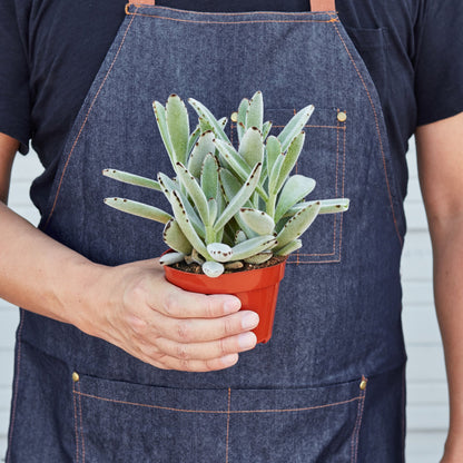 Succulent Kalanchoe 'Panda Plant'