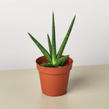 Snake Plant 'Stuckii'