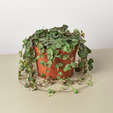 Succulent 'String of Hearts'