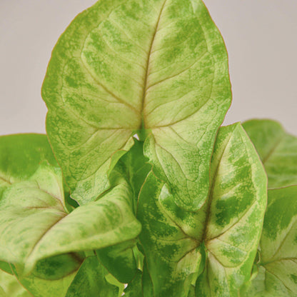 Syngonium 'Golden'