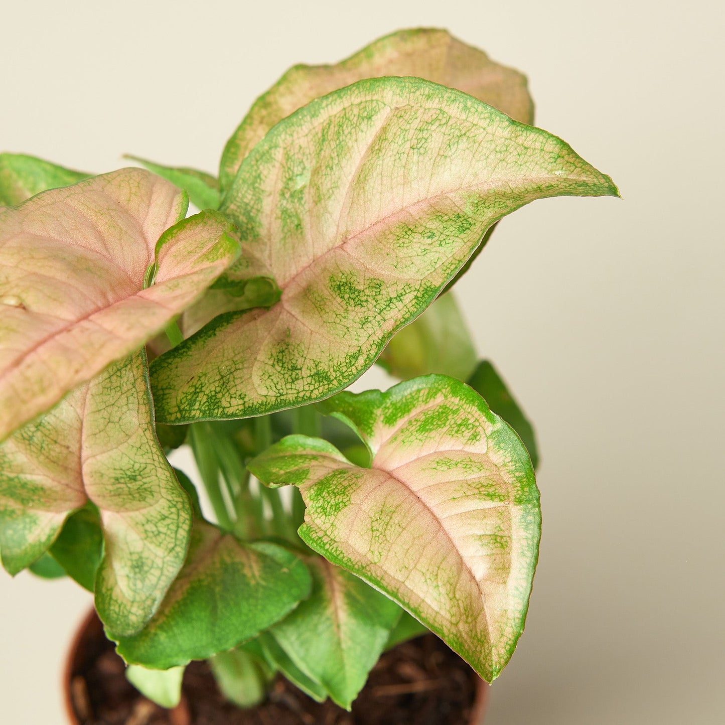 Syngonium 'Strawberry'