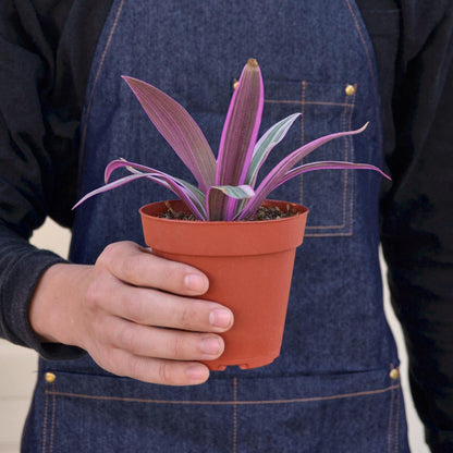 Tradescantia 'Oyster Plant'