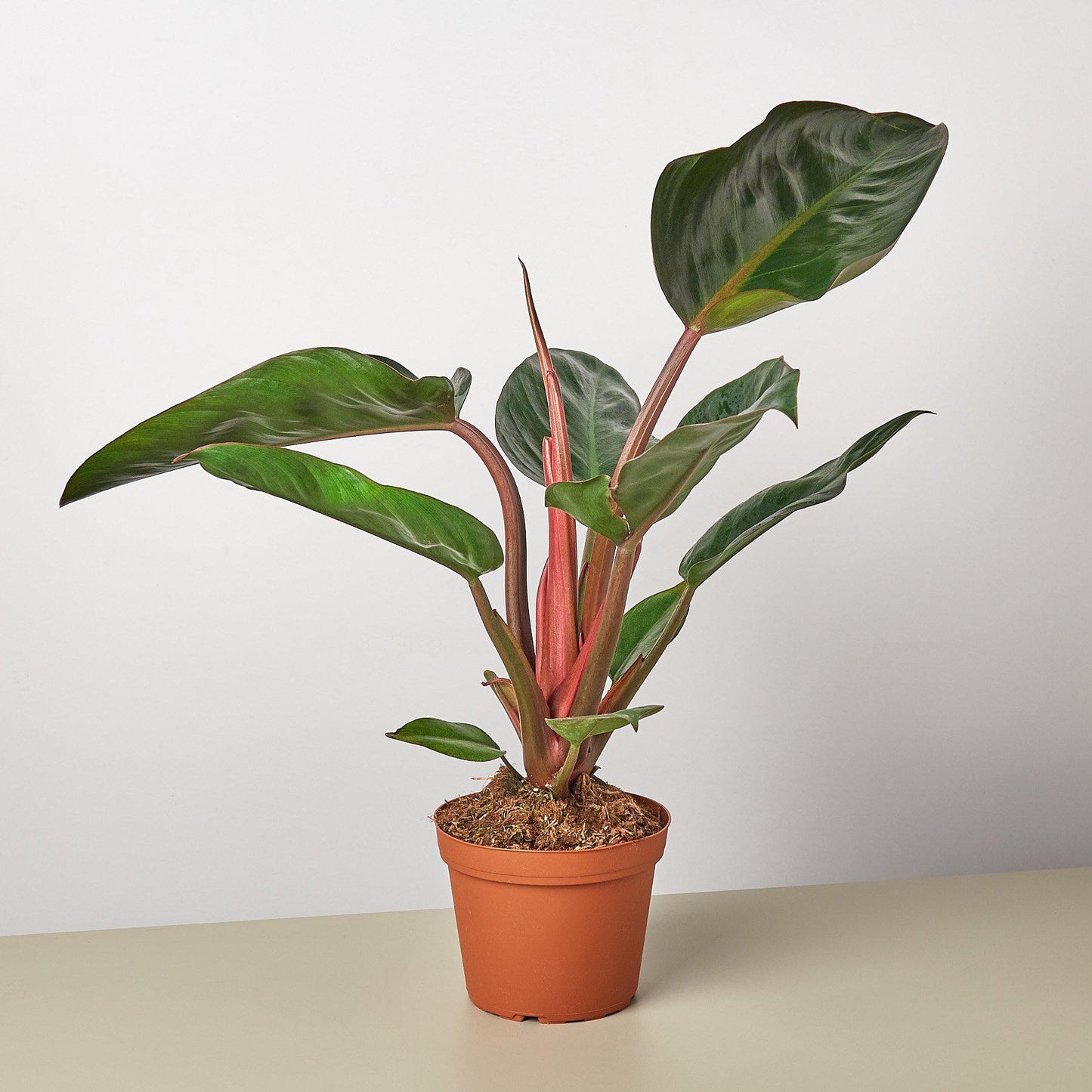 Philodendron 'Congo Rojo'