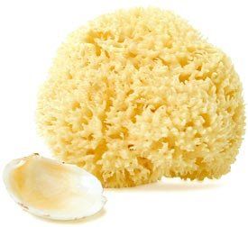 Natural Dead Sea Sponge