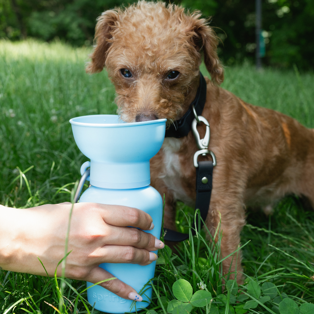 Flip Dog Travel Bottle