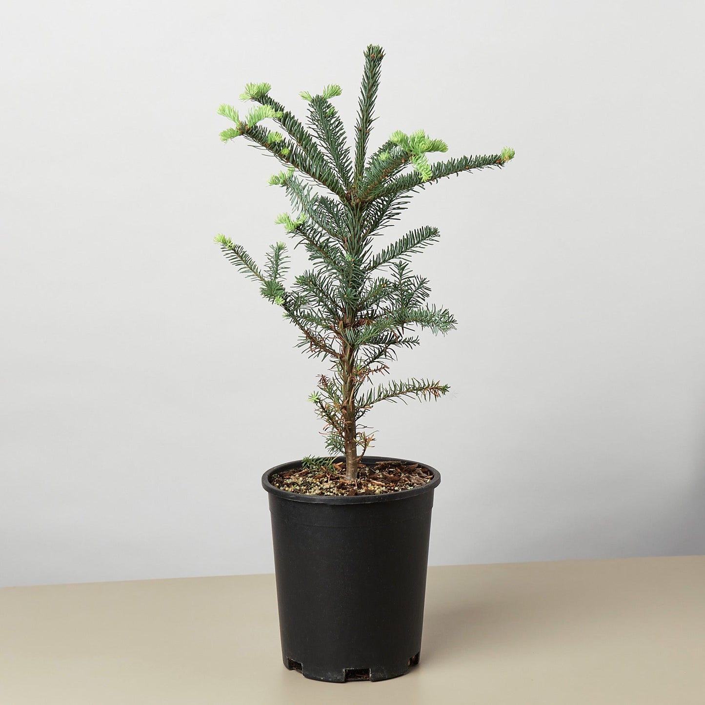 Noble Fir Tree