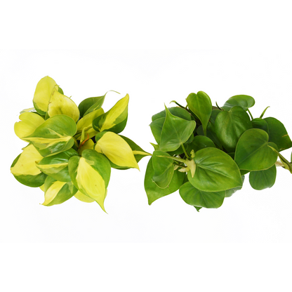 2 Philodendron Variety Pack - 4" Pot