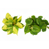 2 Philodendron Variety Pack - 4" Pot