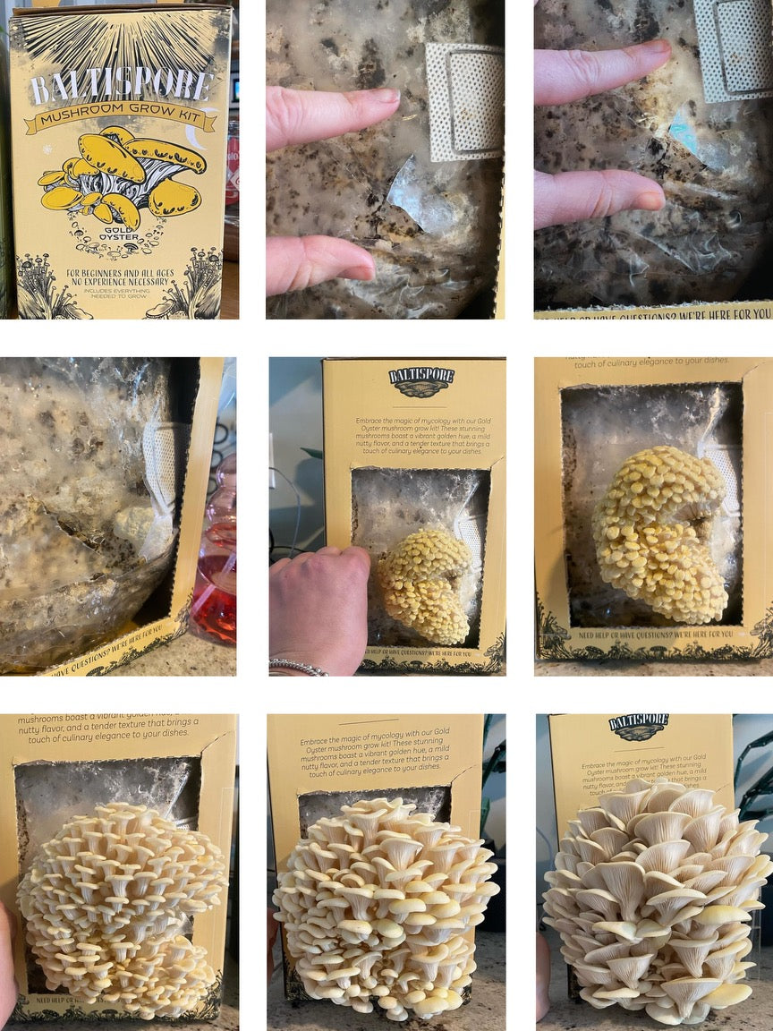 Golden Oyster “Ready-To-Fruit” Mushroom Grow Kit