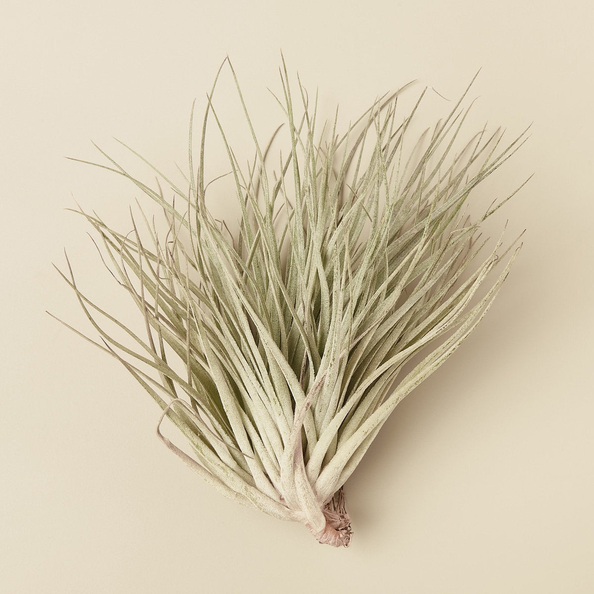 Tillandsia Air Plant Houston Red Princess