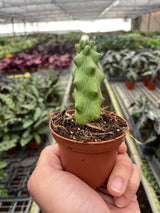 Boobie Cactus