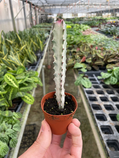 4" Succulent Euphorbia 'Dragon Bone'