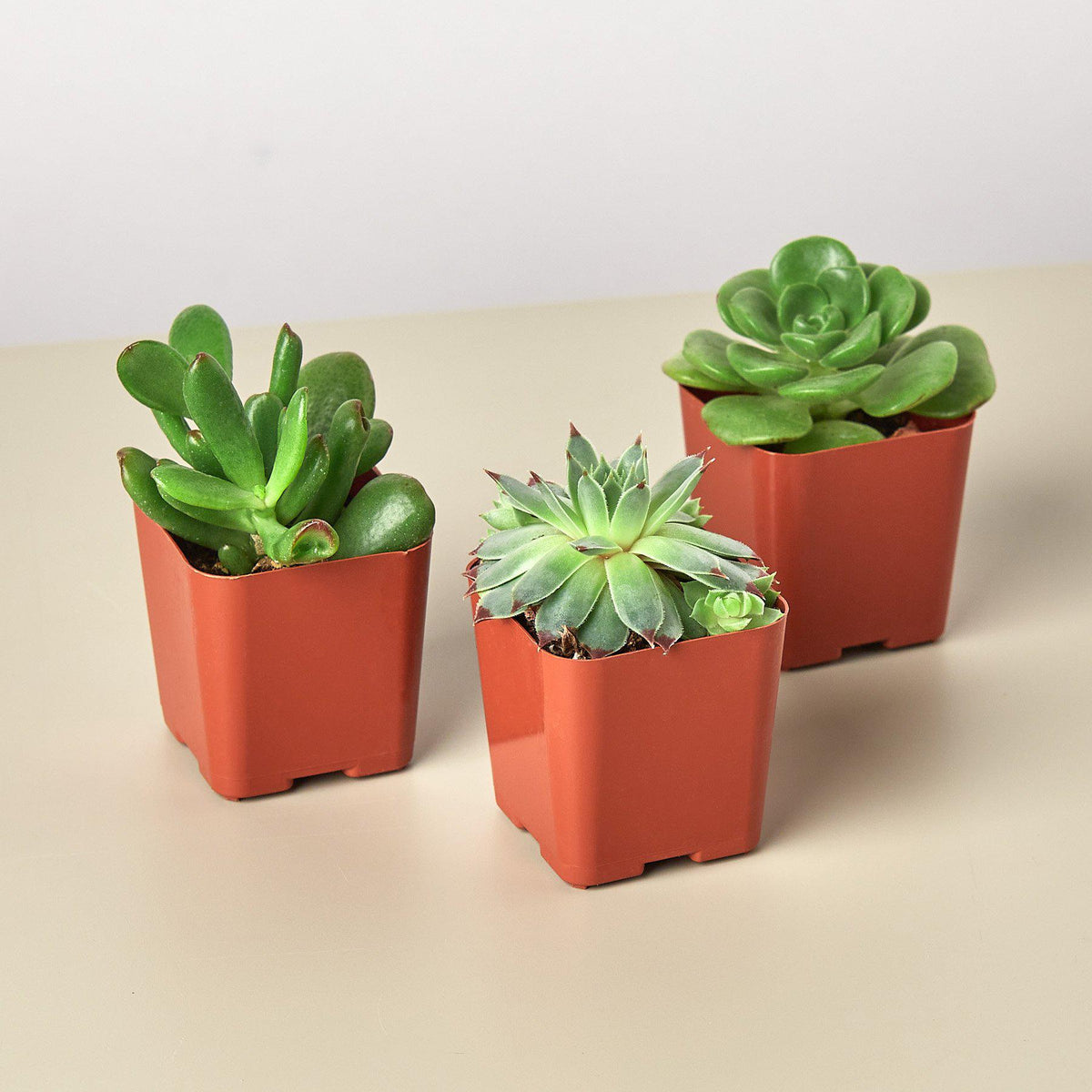 3 Succulent Variety Pack - 2.0" Pot