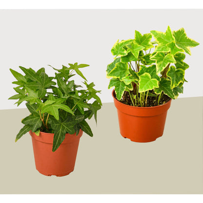 2 English Ivy Variety Pack - Live House Plant - FREE Care Guide - 4" Pot