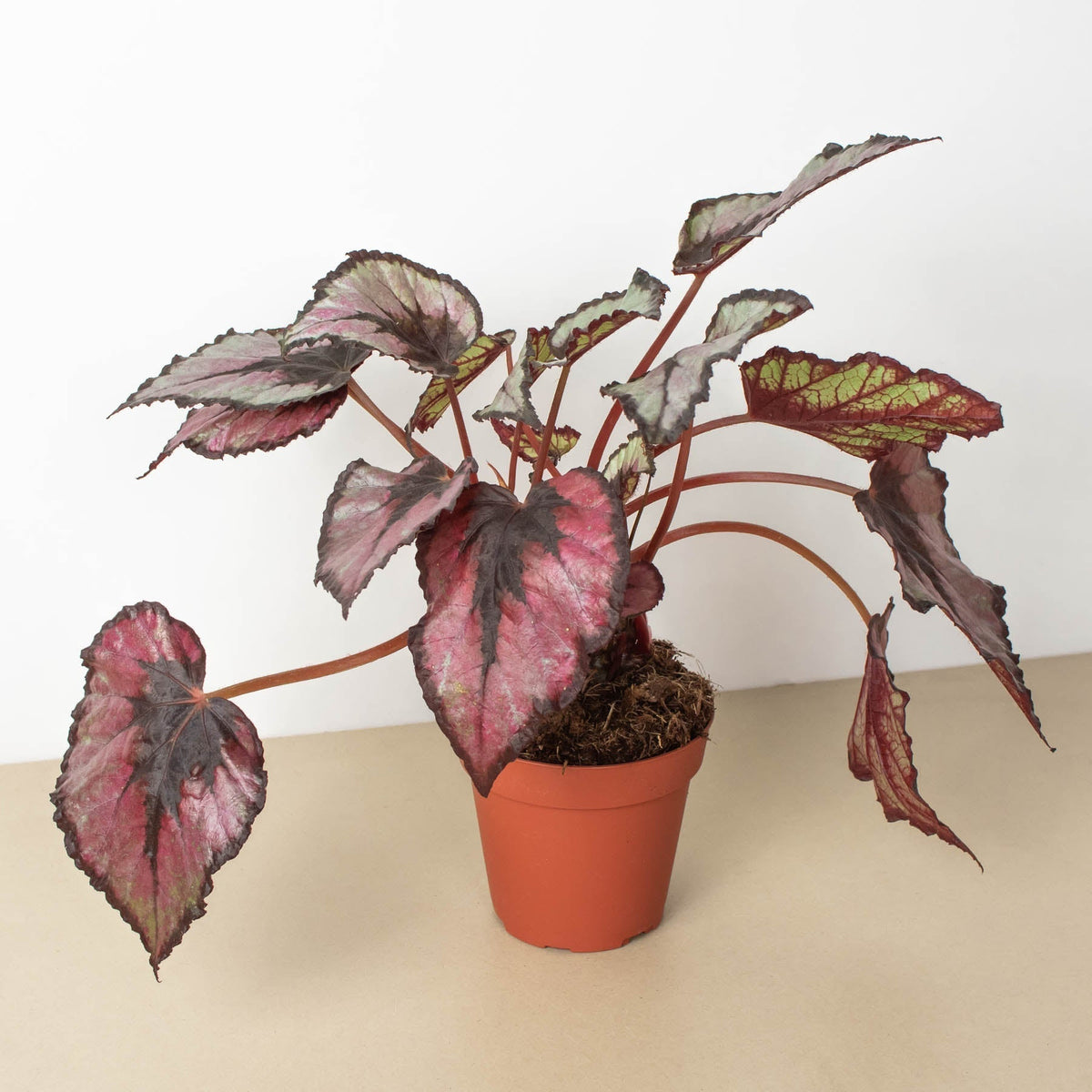 Begonia 'Rex' - 4" Pot