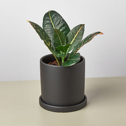 Matte Finish Cylinder Planter with Saucer