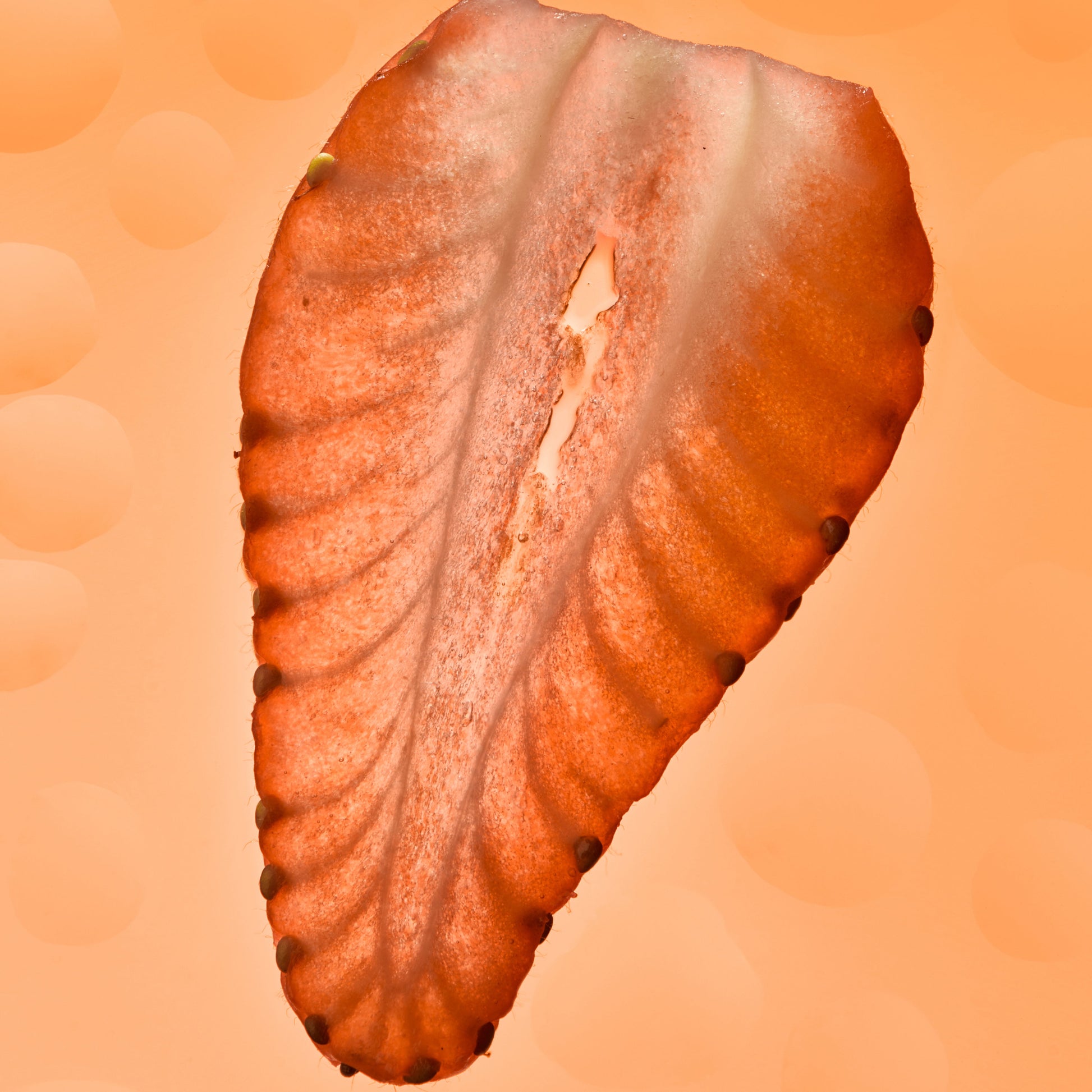 Hair, Skin & Nails Gummies by Mojo | Mushroom Dosed Gummies