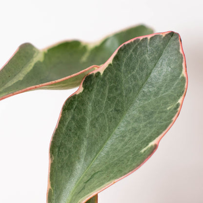 Peperomia 'Ginny'