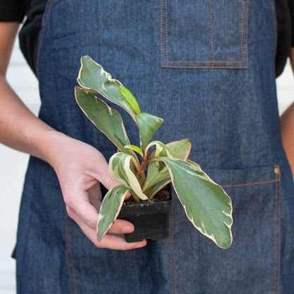 Peperomia 'Ginny'