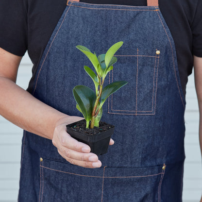 Peperomia Thailand