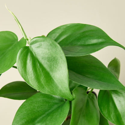 Philodendron Cordatum 'Heartleaf'