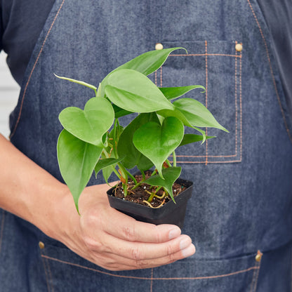 Philodendron Cordatum 'Heartleaf'