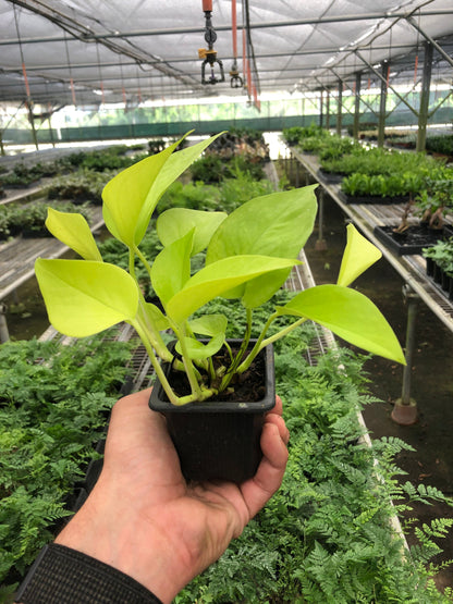 Pothos 'Neon'