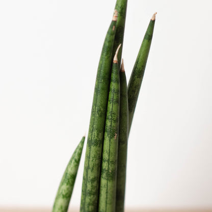 Snake Plant 'Cylindrica'