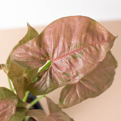 Syngonium 'Strawberry'