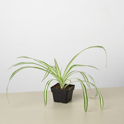 Spider Plant 'Reverse'